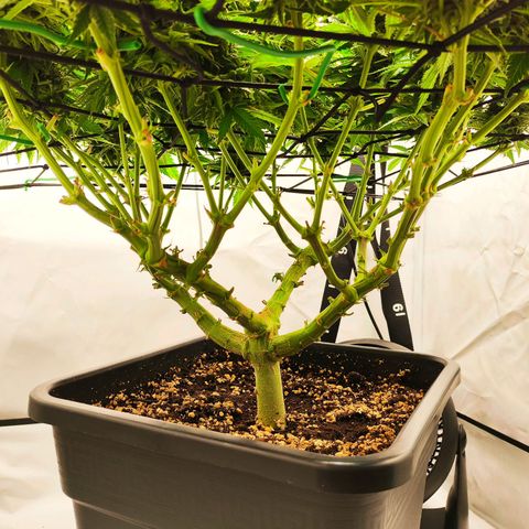 Euforia growlog timeline photo