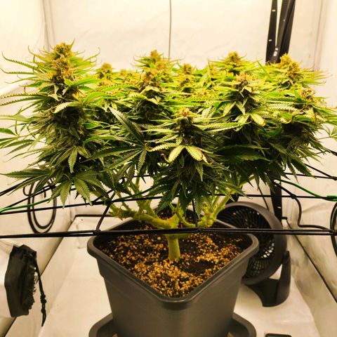 Euforia growlog timeline photo