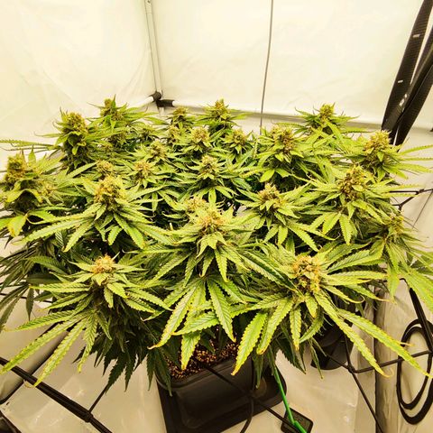 Euforia growlog timeline photo