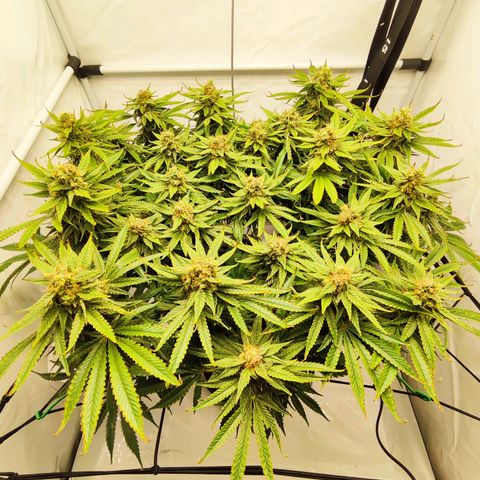 Euforia growlog timeline photo