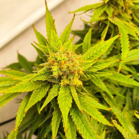 Euforia growlog timeline photo
