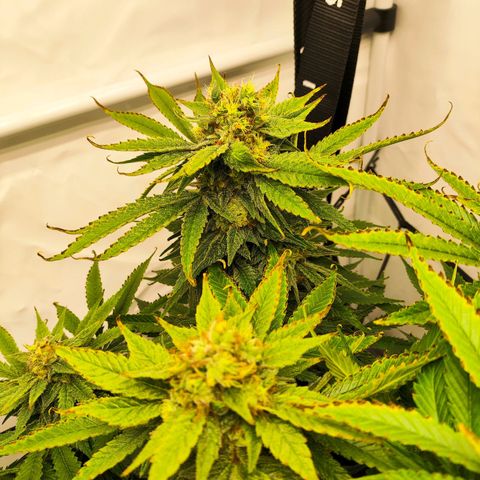 Euforia growlog timeline photo