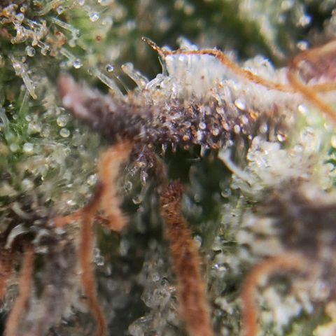 Euforia growlog timeline photo