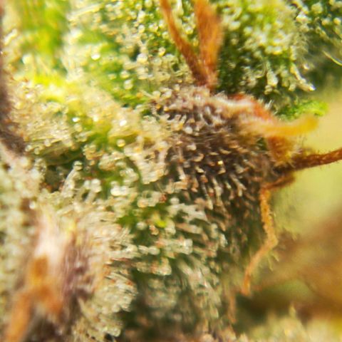 Euforia growlog timeline photo