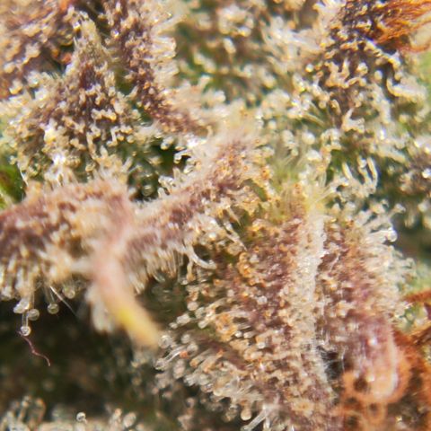 Euforia growlog timeline photo