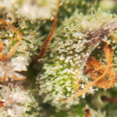 Euforia growlog timeline photo