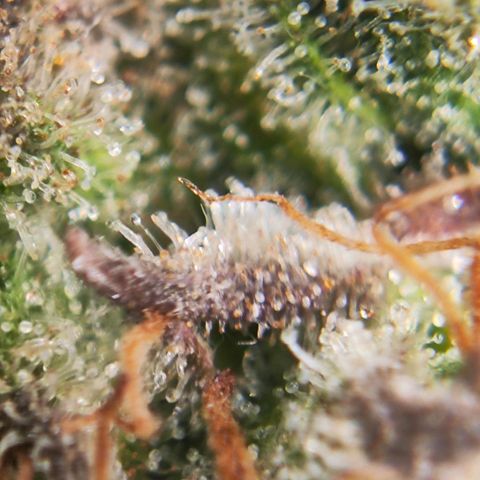 Euforia growlog timeline photo