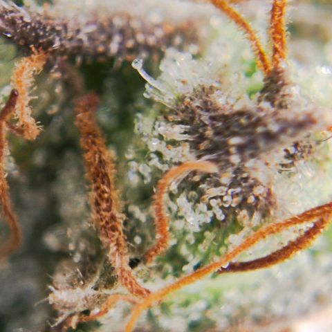 Euforia growlog timeline photo