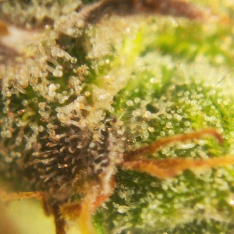 Euforia growlog timeline photo