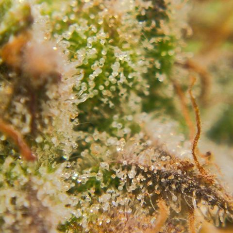 Euforia growlog timeline photo