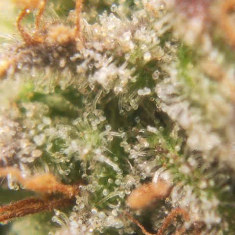 Euforia growlog timeline photo