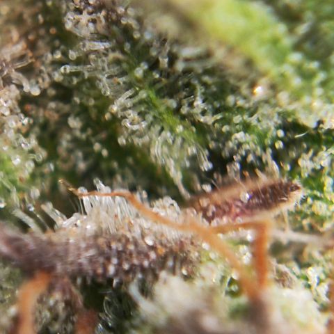 Euforia growlog timeline photo