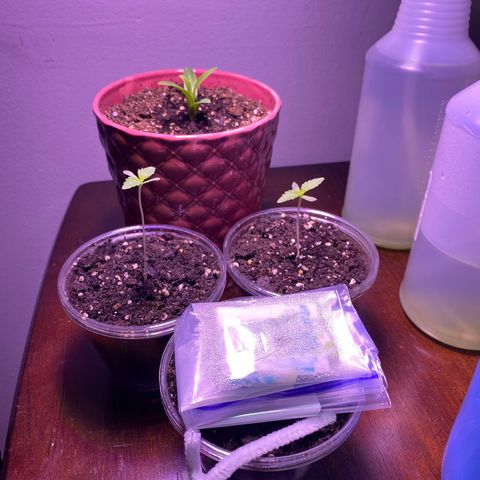 Wedding Cake growlog timeline photo