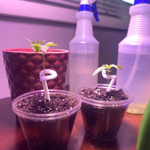 Wedding Cake growlog photo: Transplanted with Fox Farm Ocean Forest medium