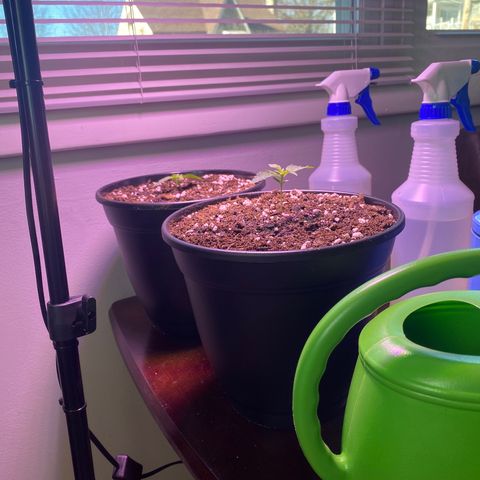Wedding Cake growlog photo: Transplanted with Fox Farm Ocean Forest medium