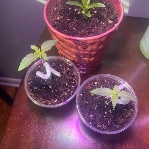 Wedding Cake growlog photo: Transplanted with Fox Farm Ocean Forest medium