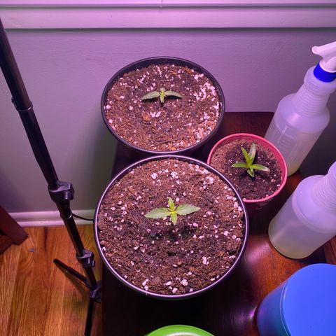 Wedding Cake growlog timeline photo