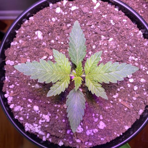 Wedding Cake growlog timeline photo