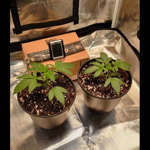 Wedding Cake growlog timeline photo