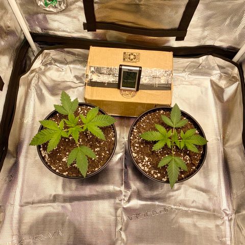 Wedding Cake growlog timeline photo