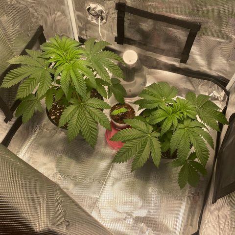 Wedding Cake growlog timeline photo