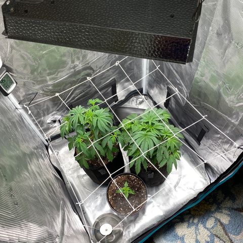 Wedding Cake growlog timeline photo
