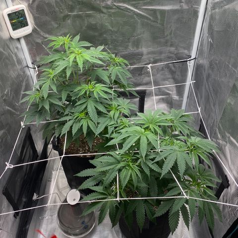 Wedding Cake growlog timeline photo