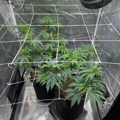 Wedding Cake growlog timeline photo