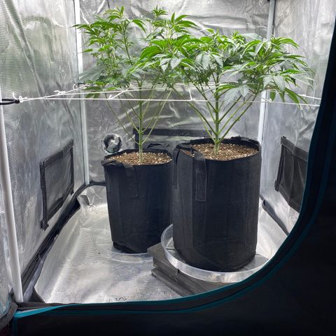Wedding Cake growlog timeline photo