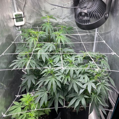 Wedding Cake growlog timeline photo
