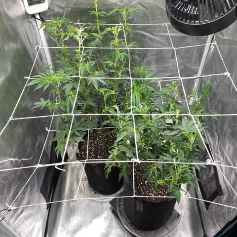 Wedding Cake growlog timeline photo