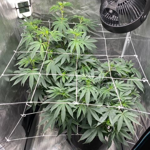 Wedding Cake growlog photo: Before defoliation 