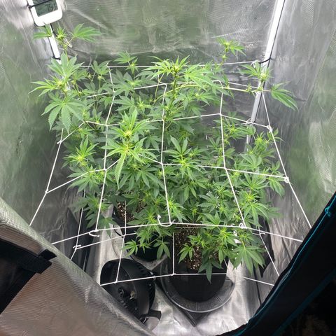 Wedding Cake growlog timeline photo