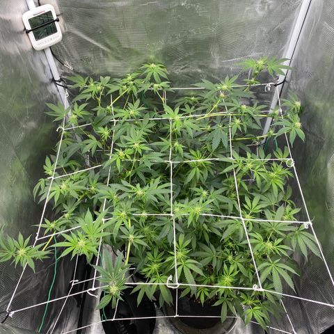 Wedding Cake growlog timeline photo