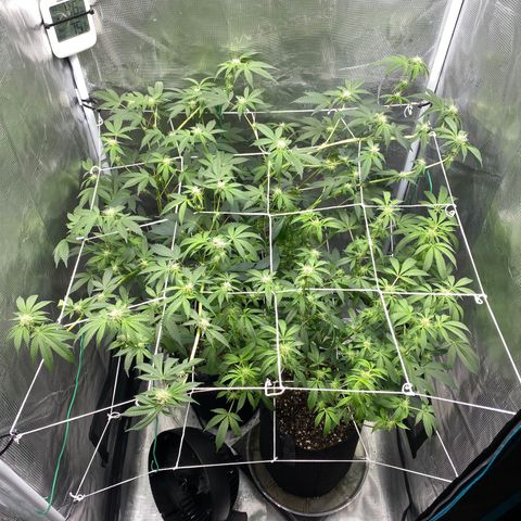 Wedding Cake growlog timeline photo