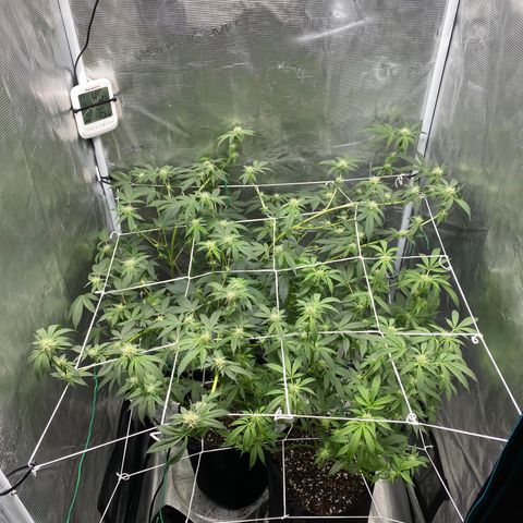 Wedding Cake growlog timeline photo