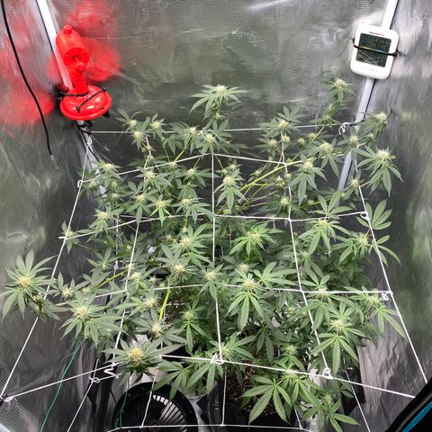 Wedding Cake growlog timeline photo