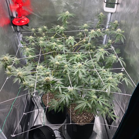 Wedding Cake growlog timeline photo