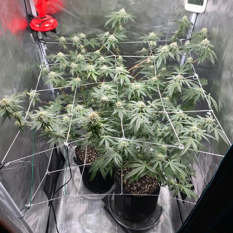 Wedding Cake growlog timeline photo