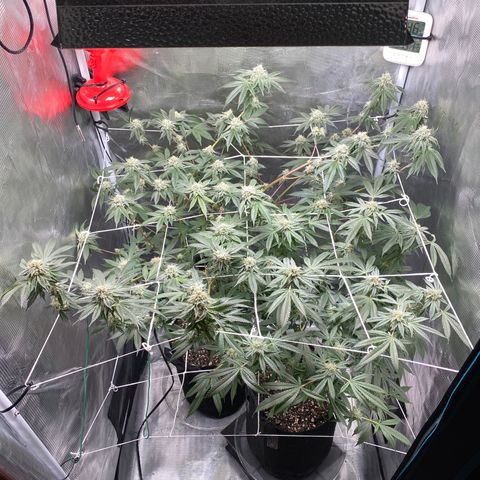 Wedding Cake growlog timeline photo