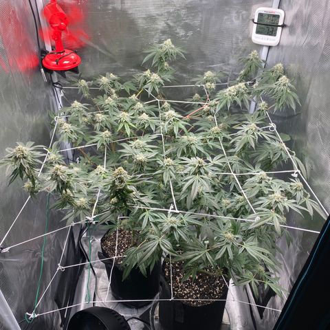 Wedding Cake growlog timeline photo