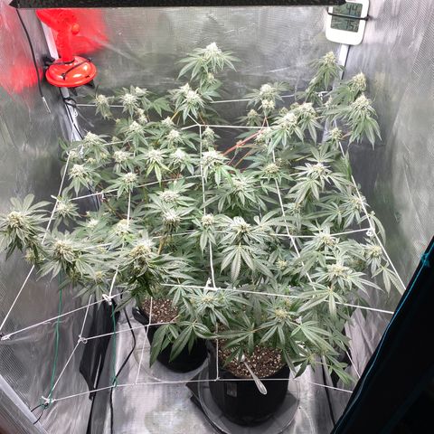 Wedding Cake growlog timeline photo