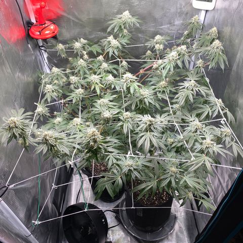 Wedding Cake growlog timeline photo