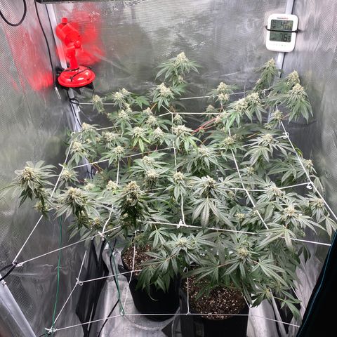 Wedding Cake growlog timeline photo