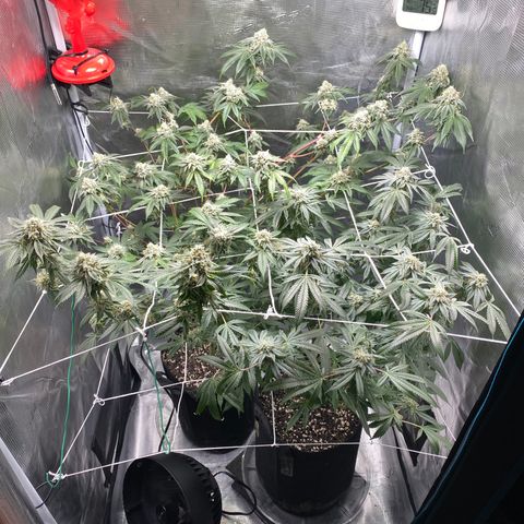 Wedding Cake growlog timeline photo
