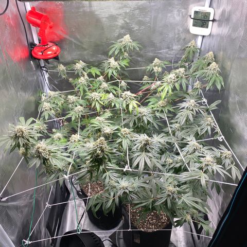 Wedding Cake growlog timeline photo