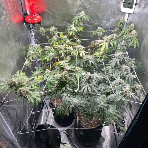 Wedding Cake growlog timeline photo