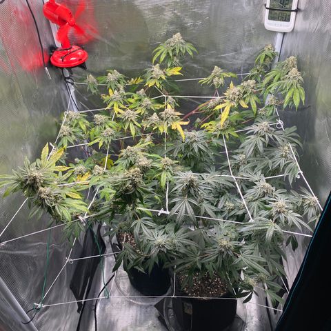 Wedding Cake growlog timeline photo