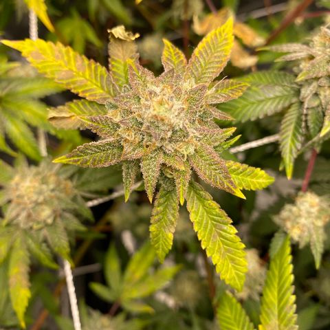Wedding Cake growlog timeline photo