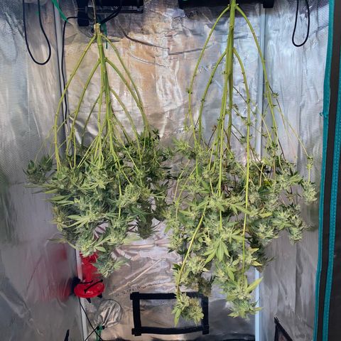Wedding Cake growlog timeline photo